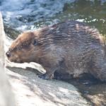 Beaver