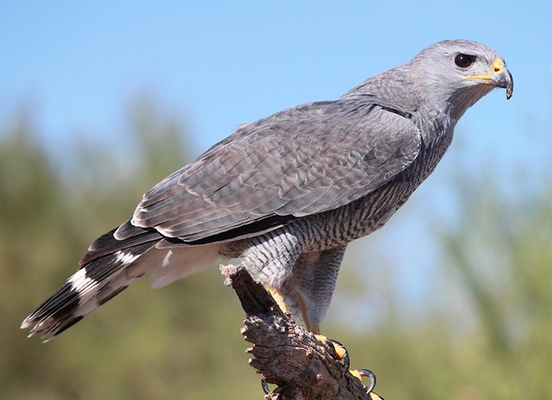 Gray Hawk perched on a dead branch